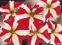 Seminte profesionale Petunia grandiflora- Petunia de gradina - imagine 48953